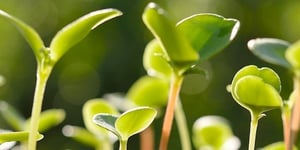 Infographic: 10 Steps for Growing Your Key Accounts