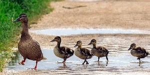 How to Lead the 4 Stages of Sales Negotiation