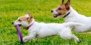 Want to build greater rapport virtually?