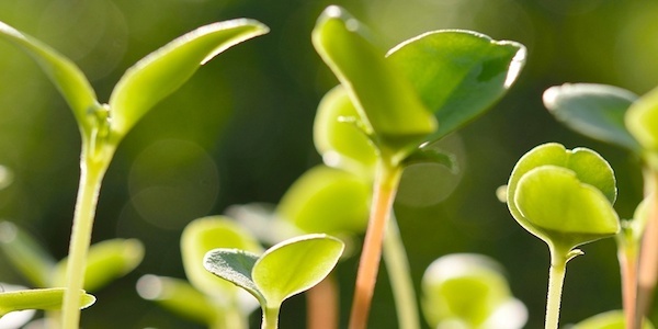 Infographic: 10 Steps for Growing Your Key Accounts